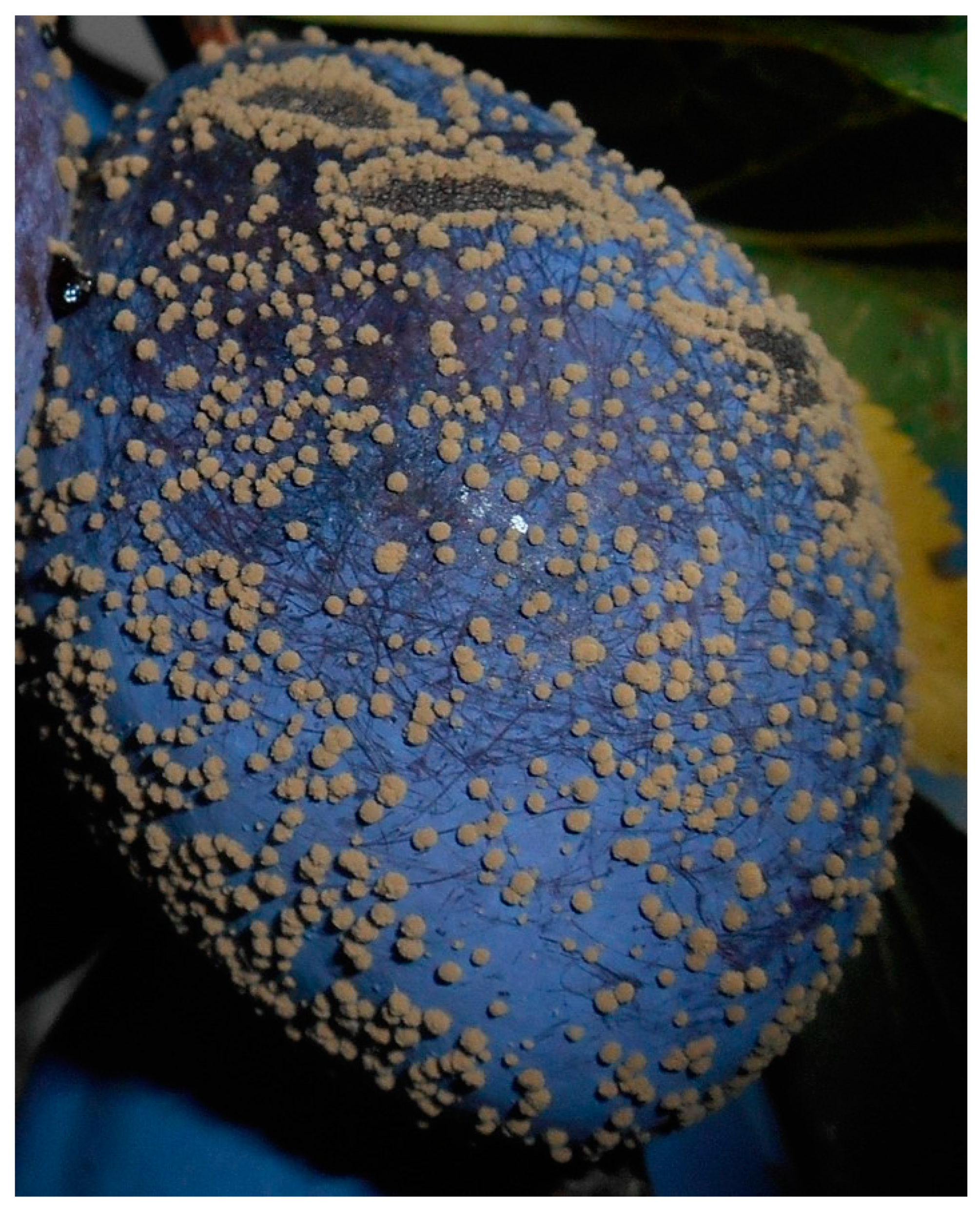 Agriculture 12 01656 g005