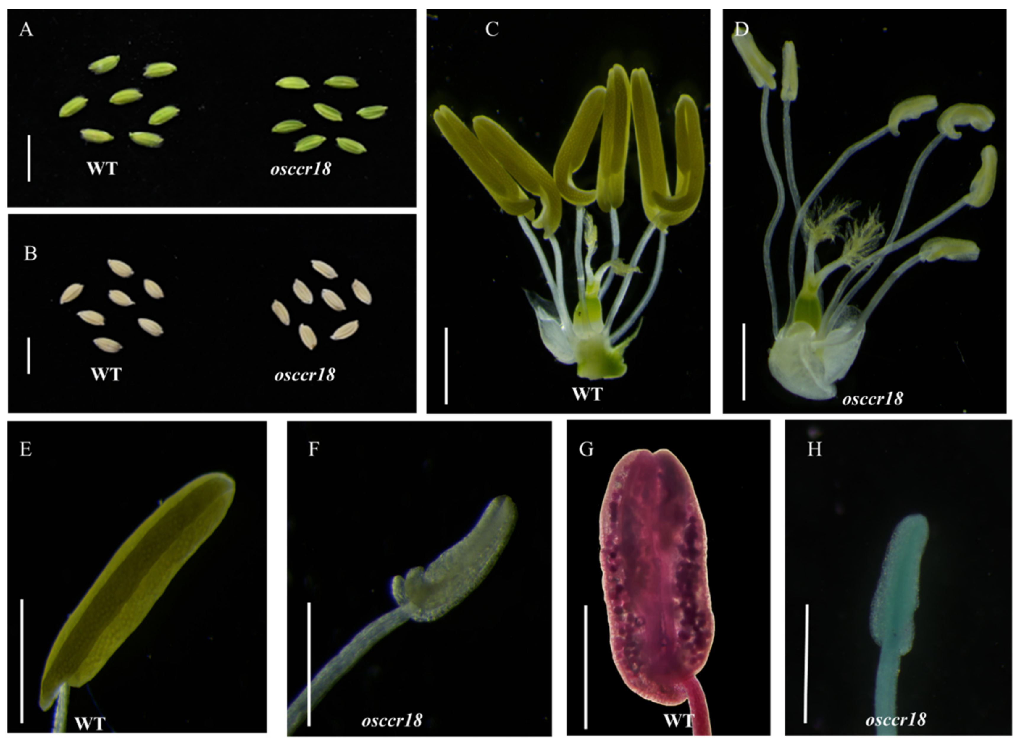 Agriculture 12 01685 g003