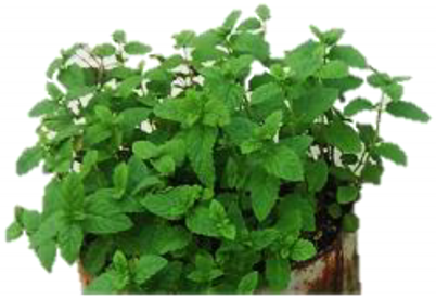 Agriculture 12 01743 i001 Agriculture 12 01743 i001