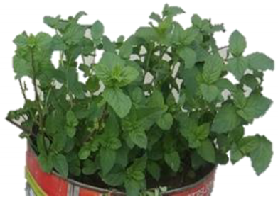 Agriculture 12 01743 i002 Agriculture 12 01743 i002