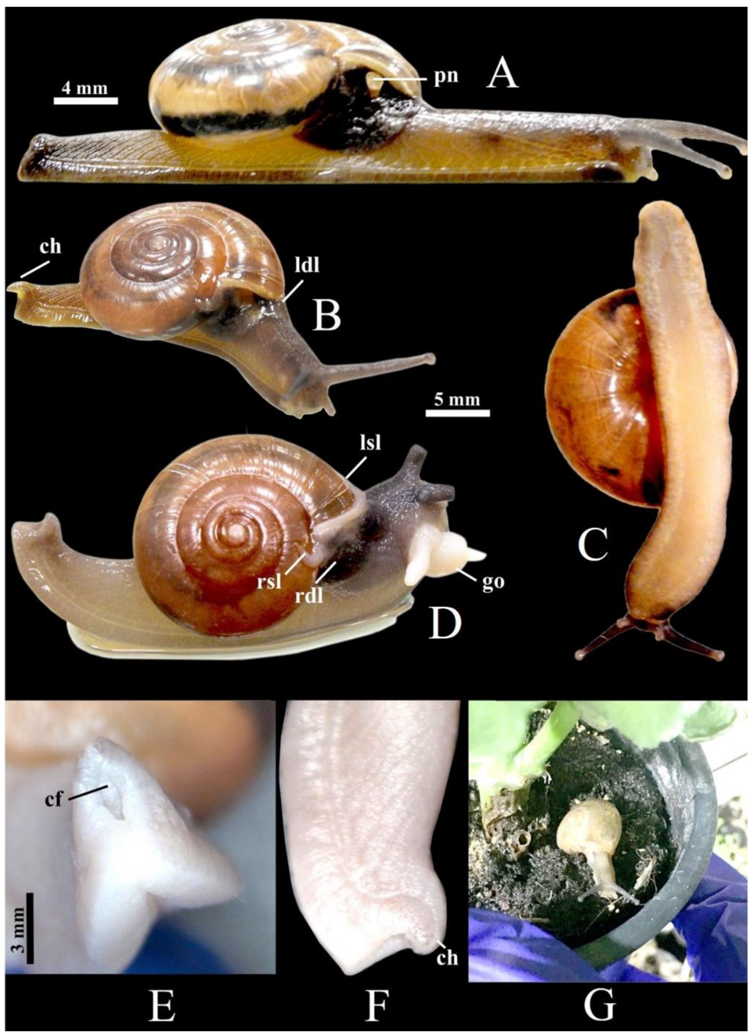 Agriculture 12 01756 g004