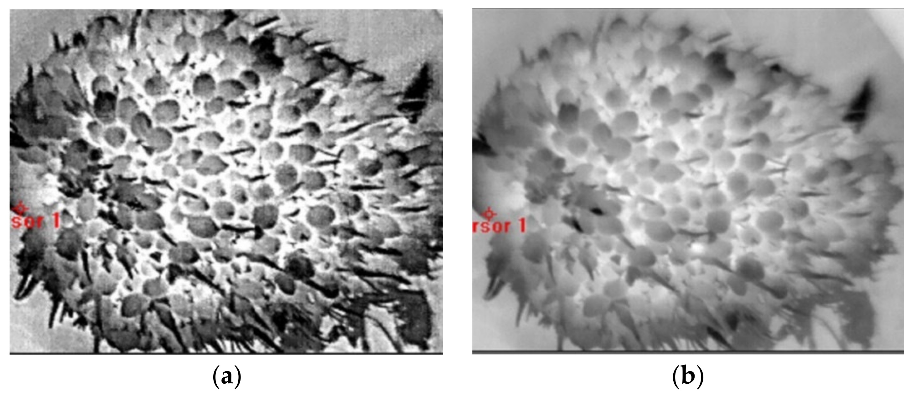 Agriculture 12 01779 g004 Agriculture 12 01779 g004