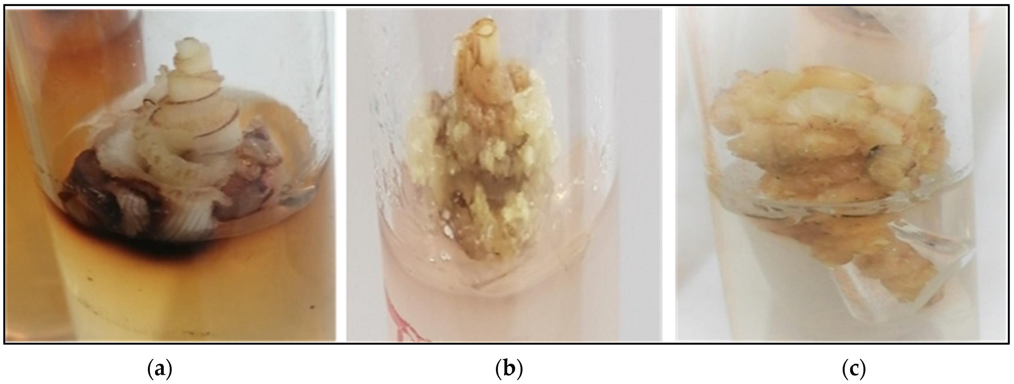 Agriculture 12 01812 g004