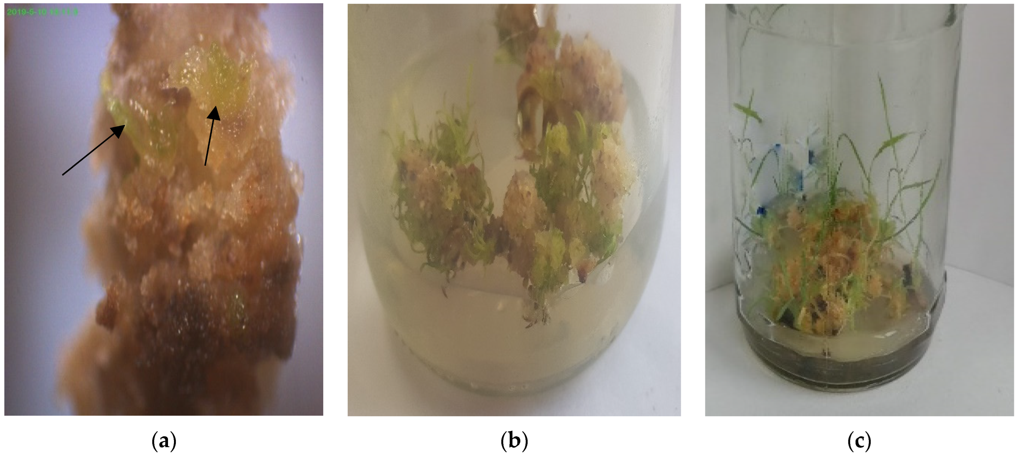 Agriculture 12 01812 g012