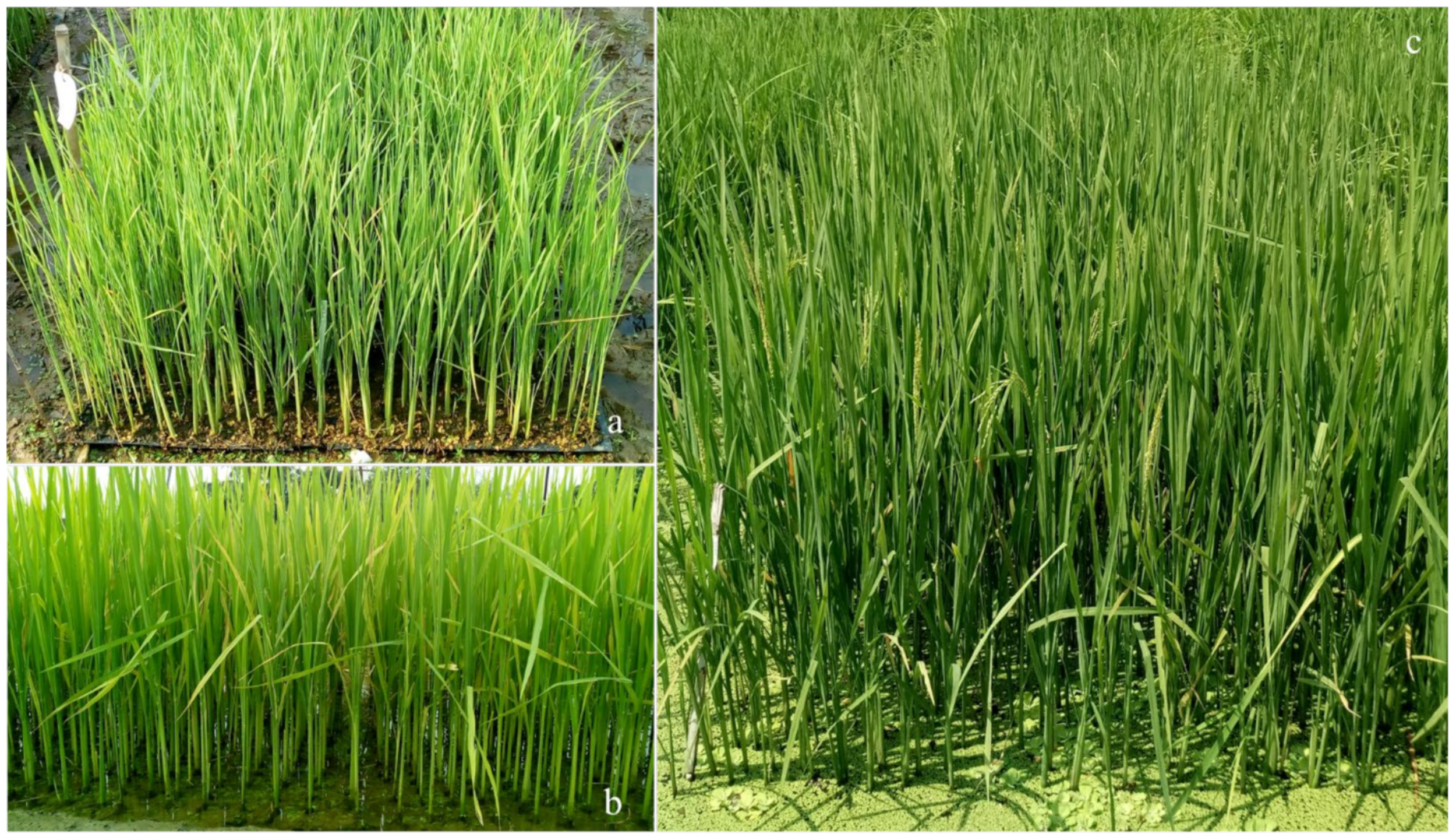 Agriculture 12 01815 g002