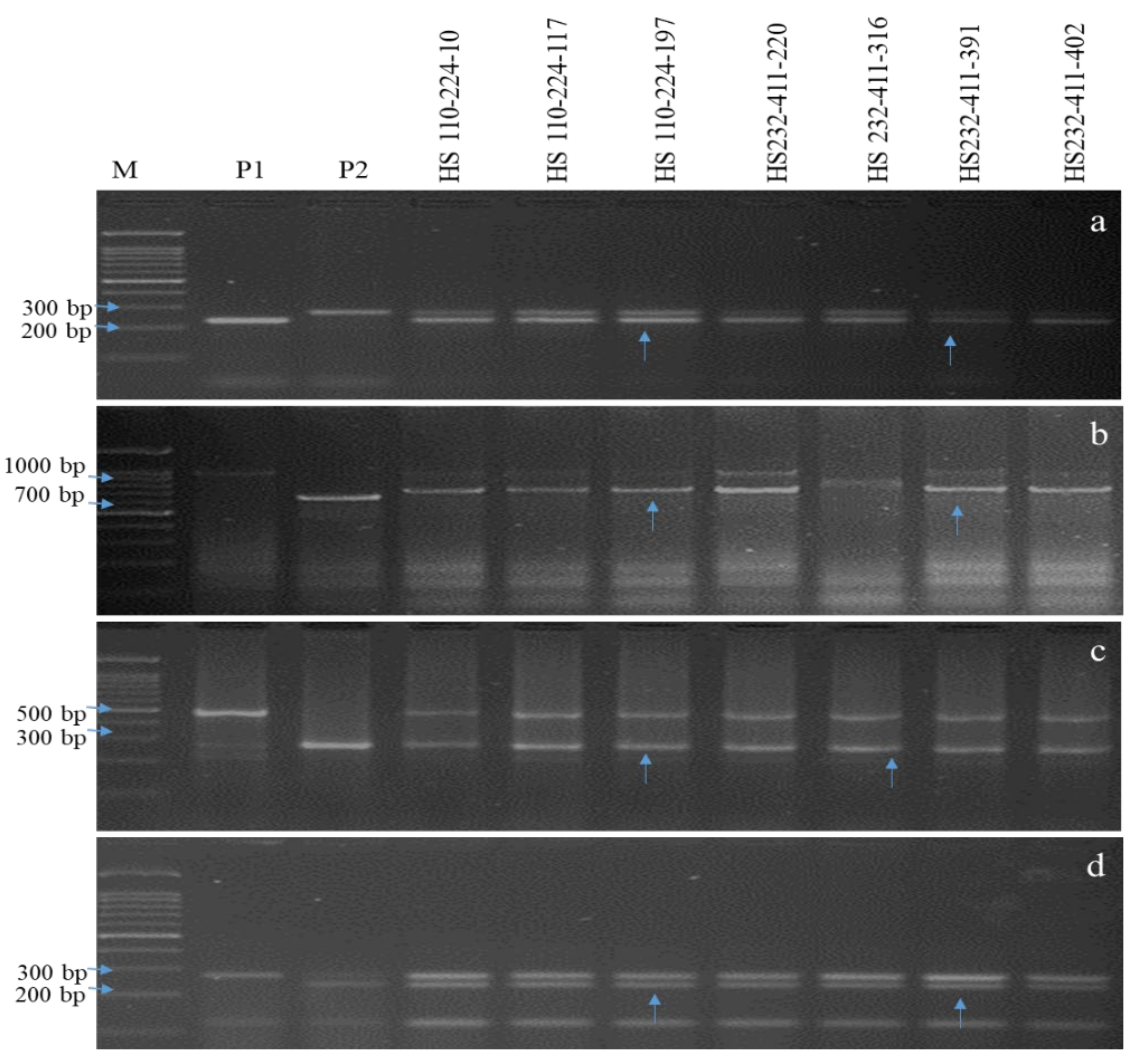 Agriculture 12 01815 g004