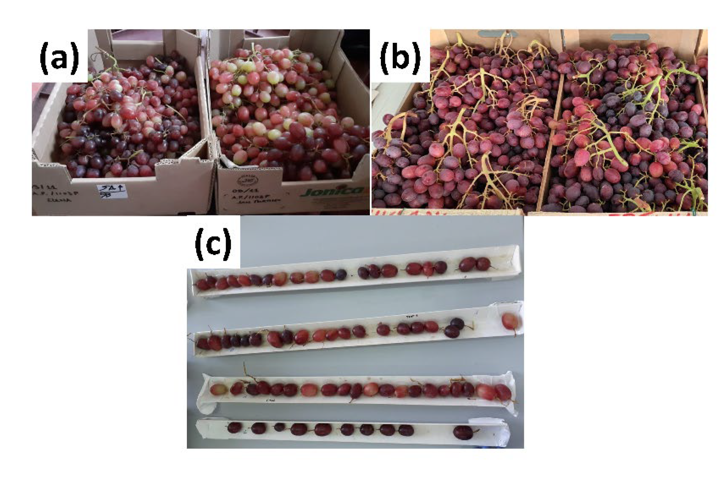 Agriculture 13 00005 g001