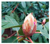 Agriculture 13 00036 i001