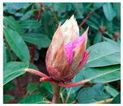 Agriculture 13 00036 i002