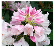 Agriculture 13 00036 i005