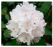 Agriculture 13 00036 i006