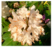 Agriculture 13 00036 i007