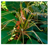 Agriculture 13 00036 i010