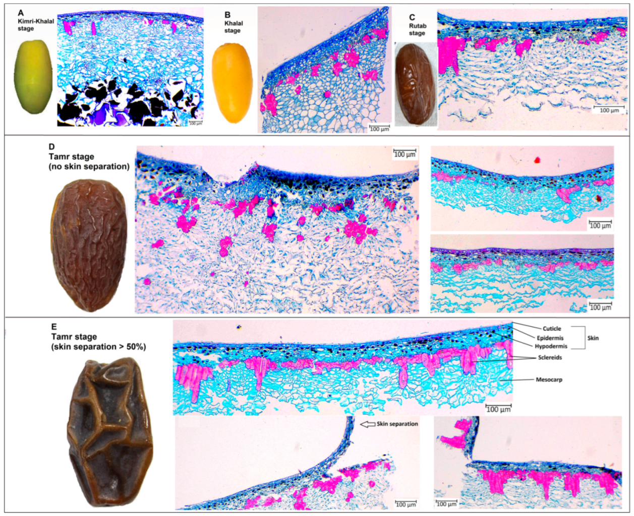Agriculture 13 00038 g002