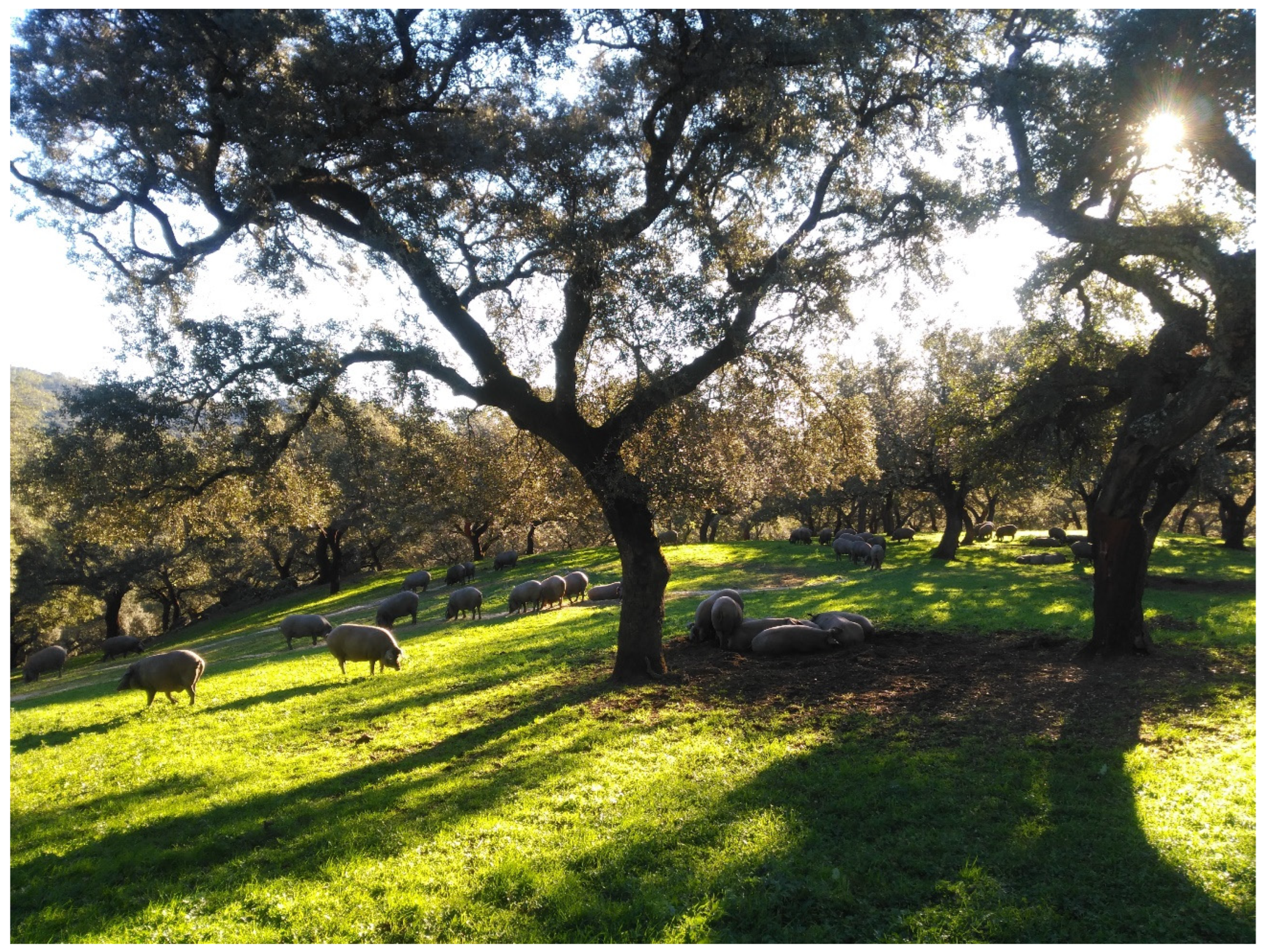 Agriculture 13 00083 g001 Agriculture 13 00083 g001