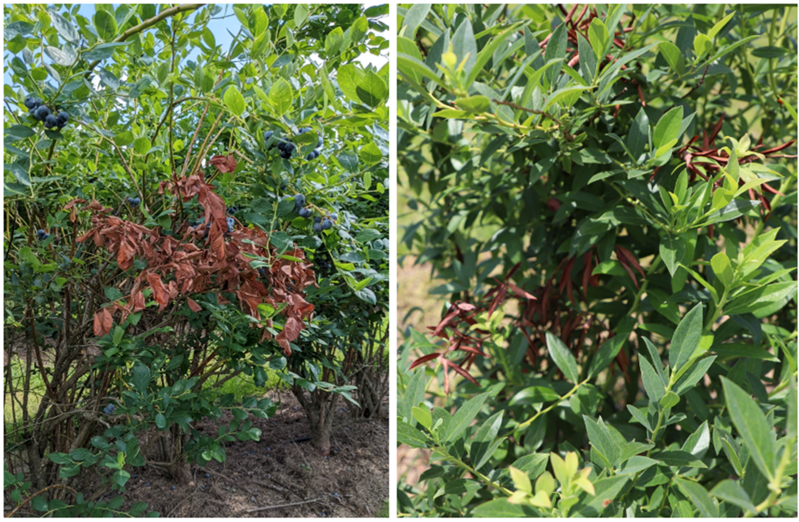 Agriculture 13 00100 g001 Agriculture 13 00100 g001