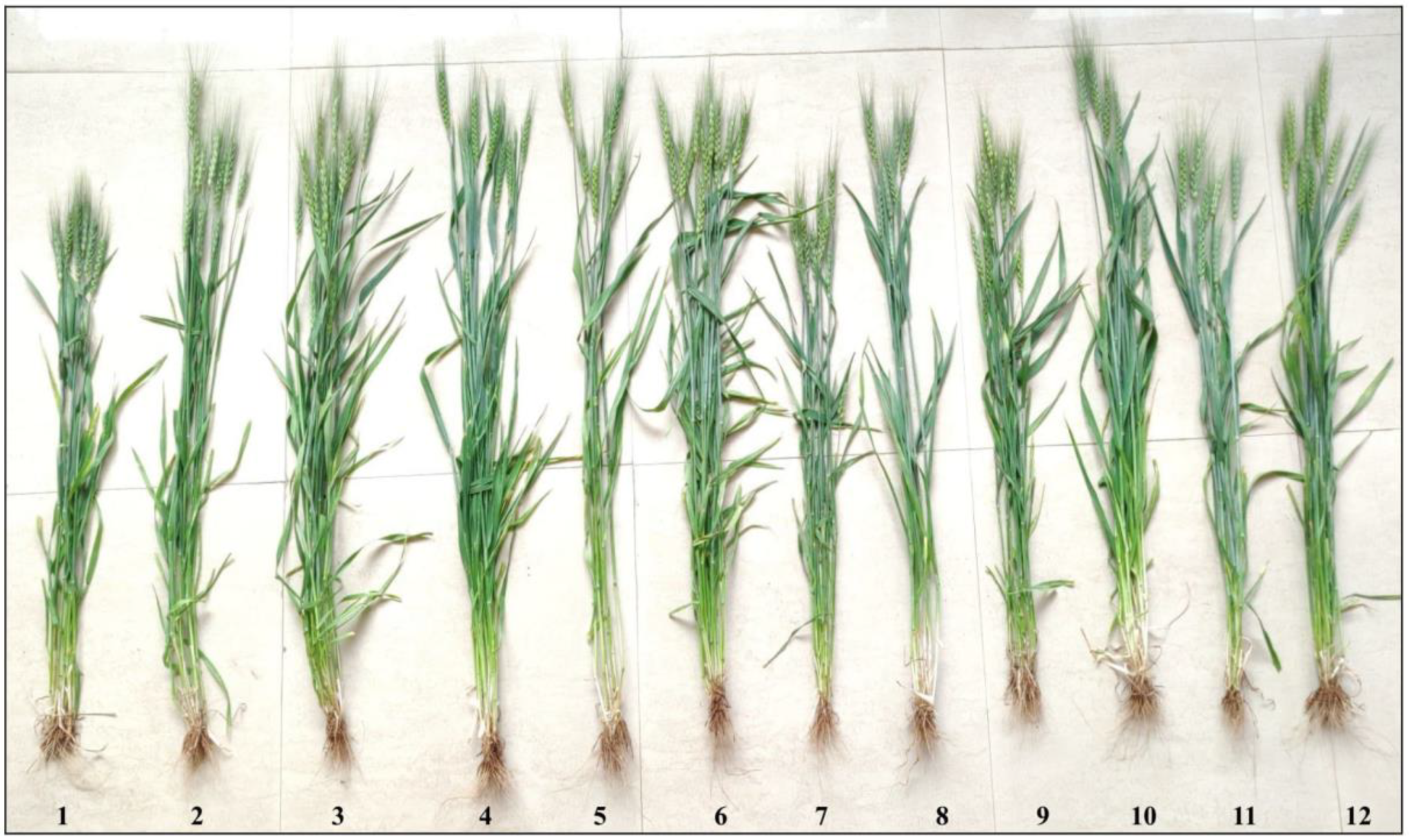 Agriculture 13 00171 g001