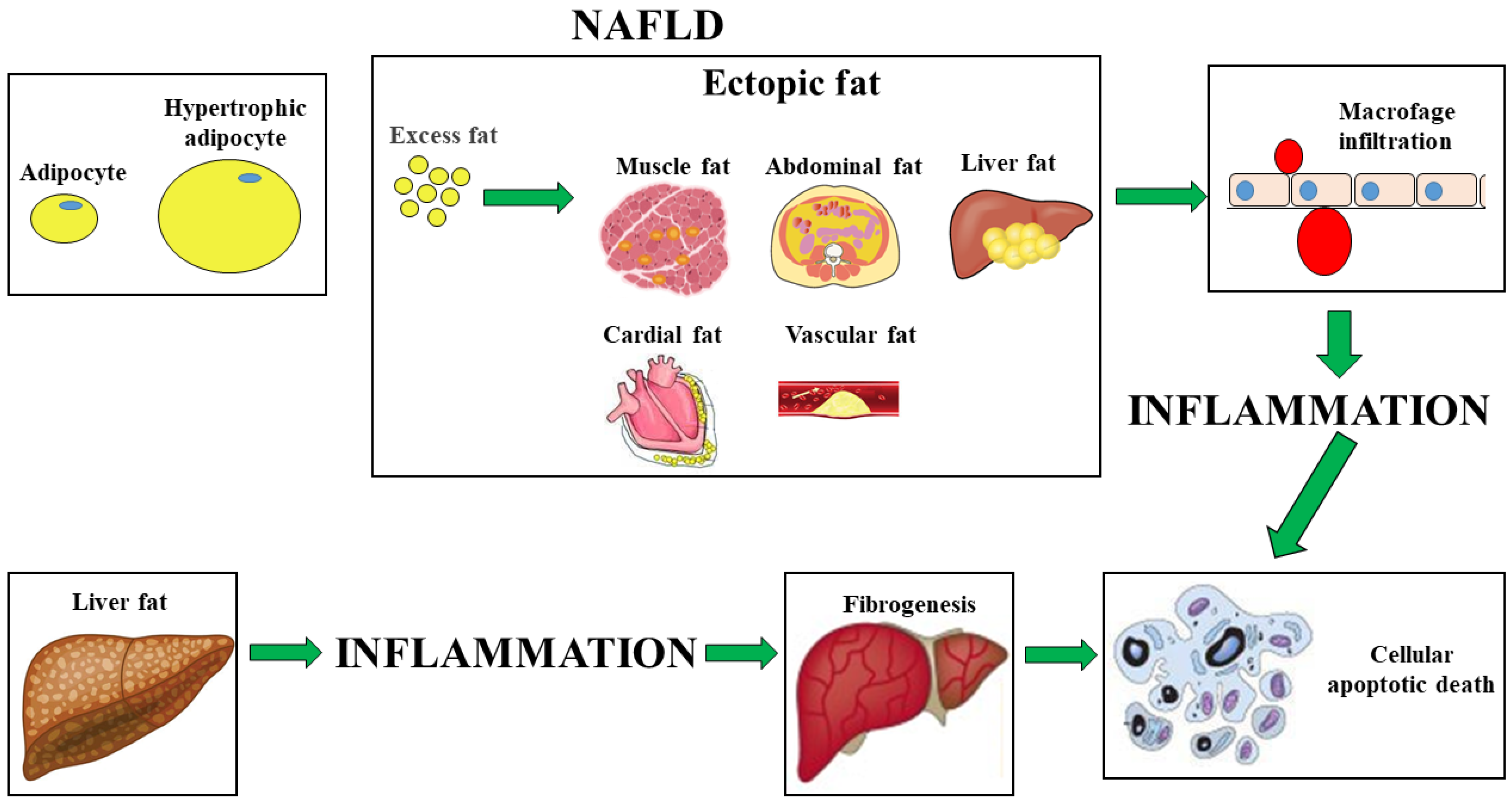 Agriculture 13 00249 g001