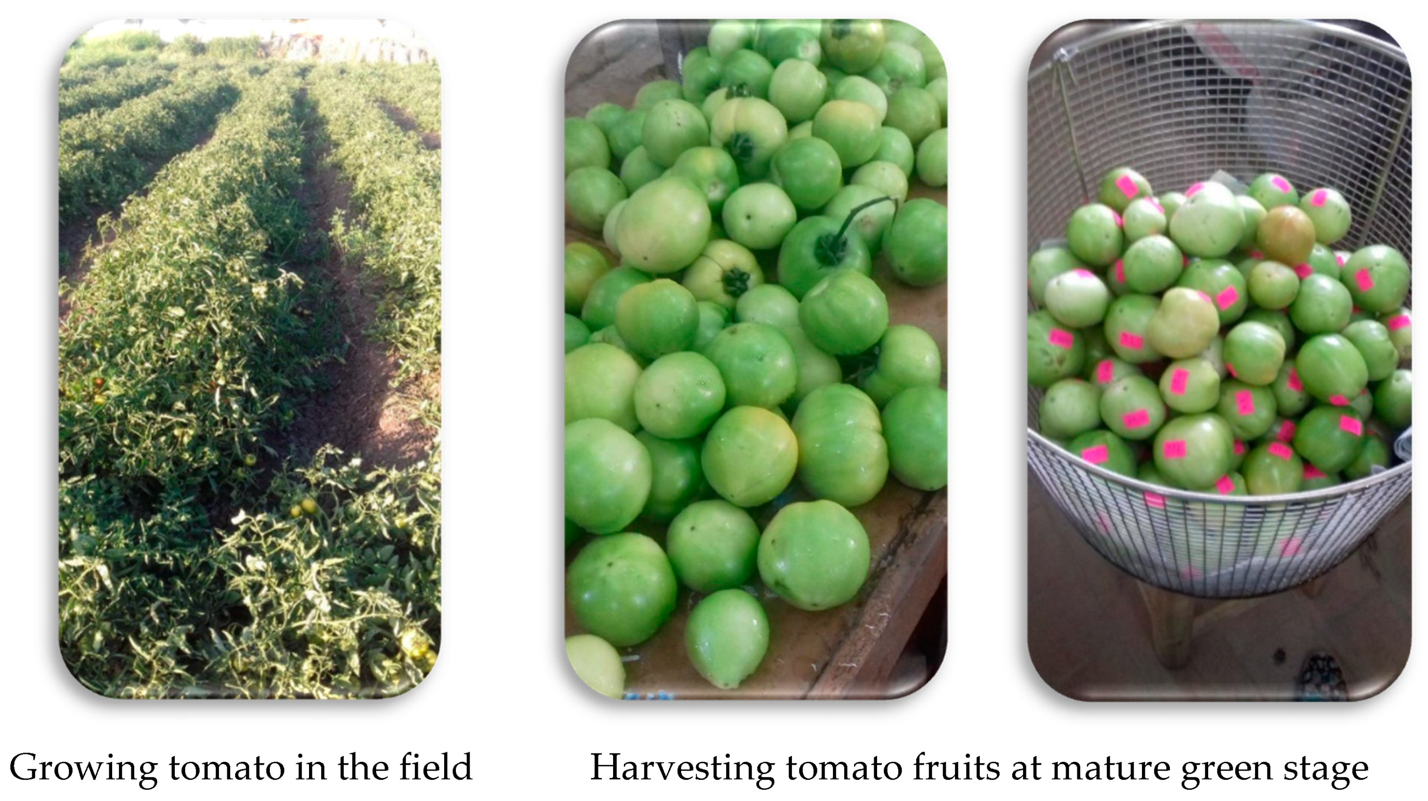 Agriculture 13 00266 g002a