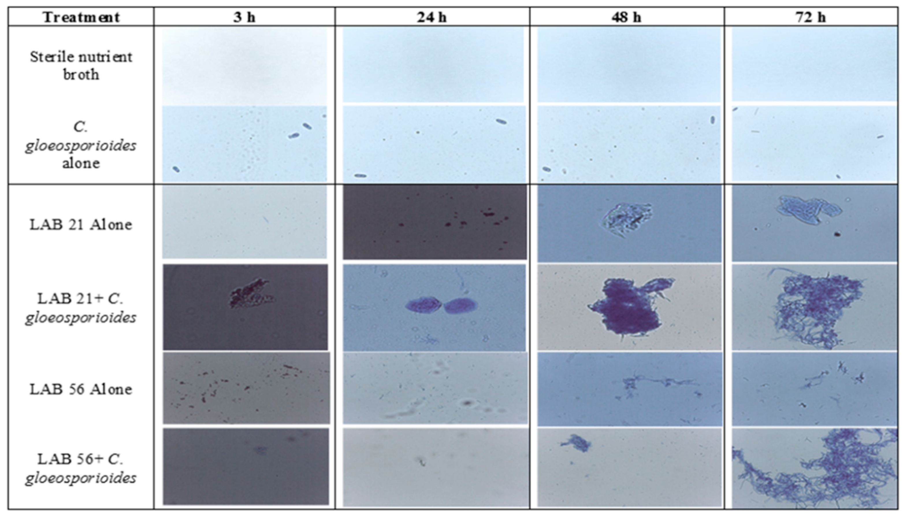 Agriculture 13 00269 g005 Agriculture 13 00269 g005