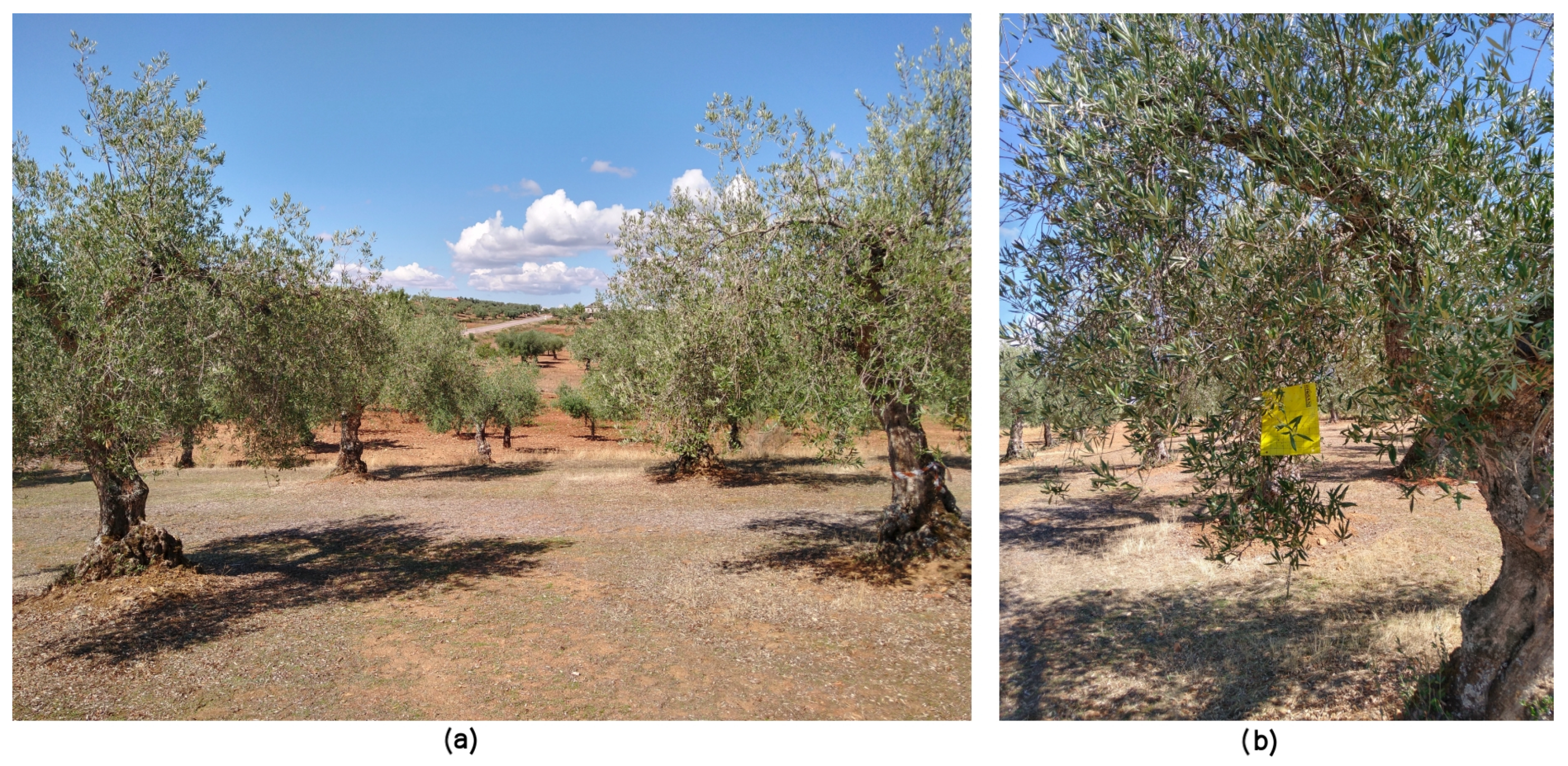 Agriculture 13 00354 g001 Agriculture 13 00354 g001