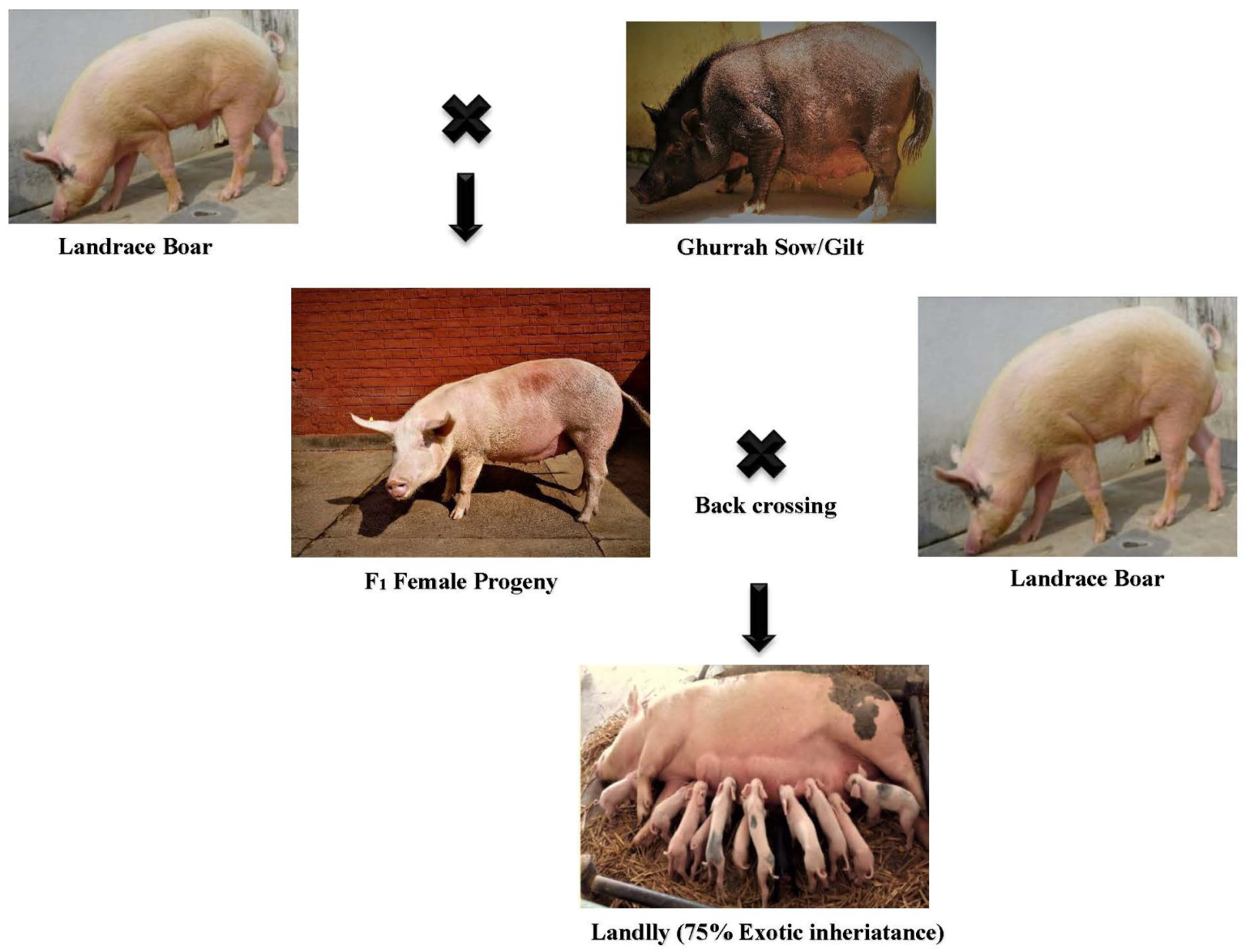 Agriculture 13 00362 g001