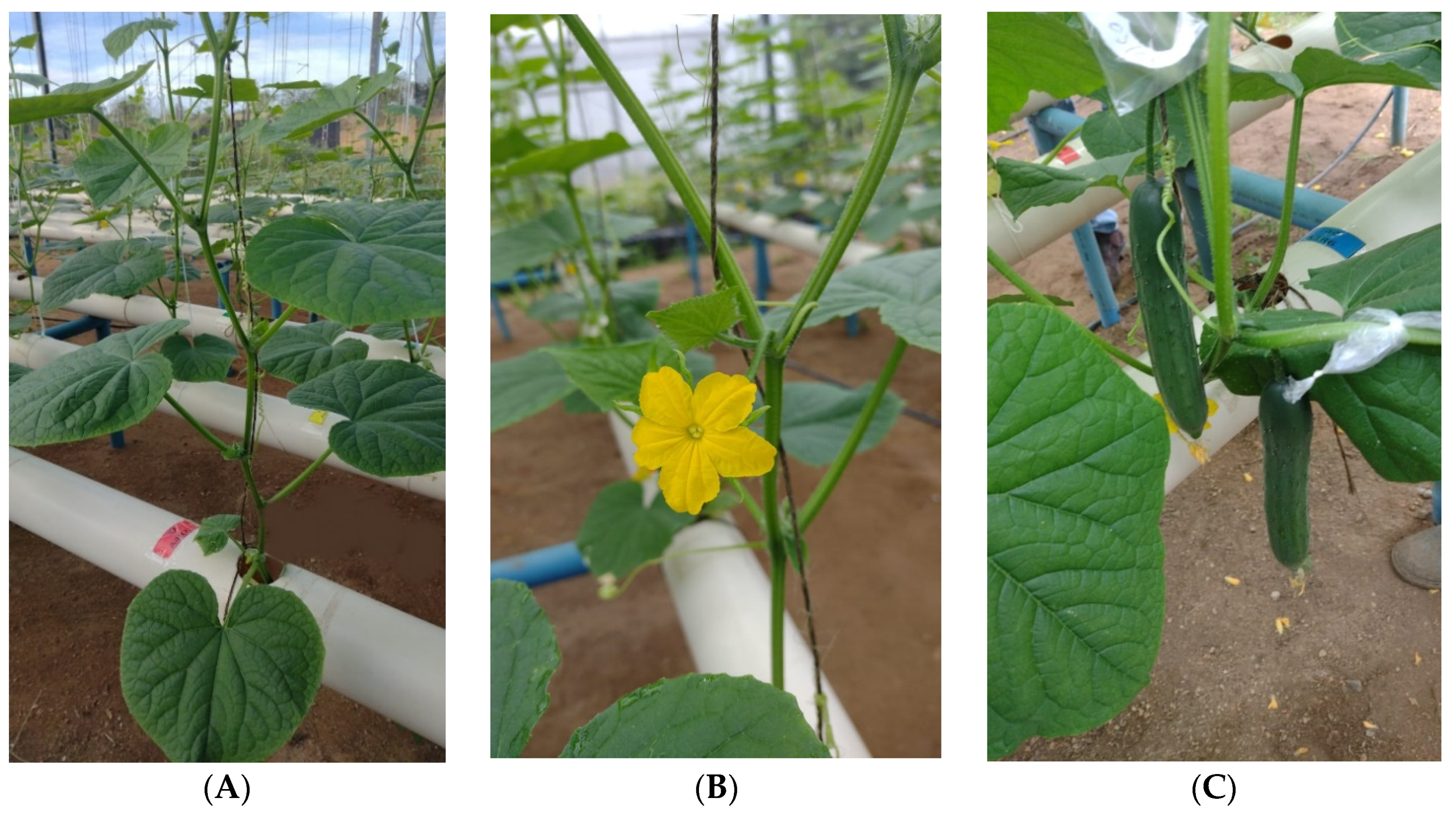 Agriculture 13 00395 g003