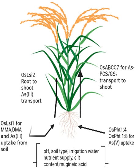 Agriculture 13 00401 g001