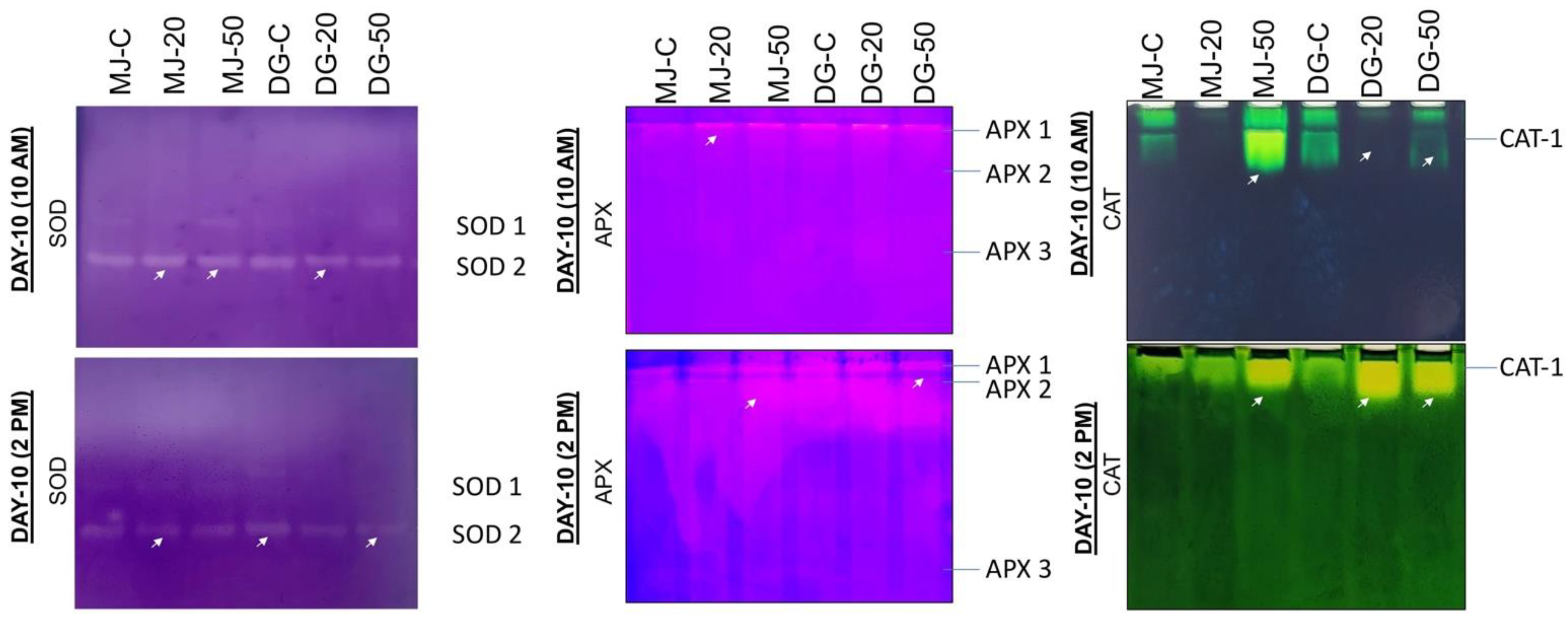 Agriculture 13 00429 g009 Agriculture 13 00429 g009