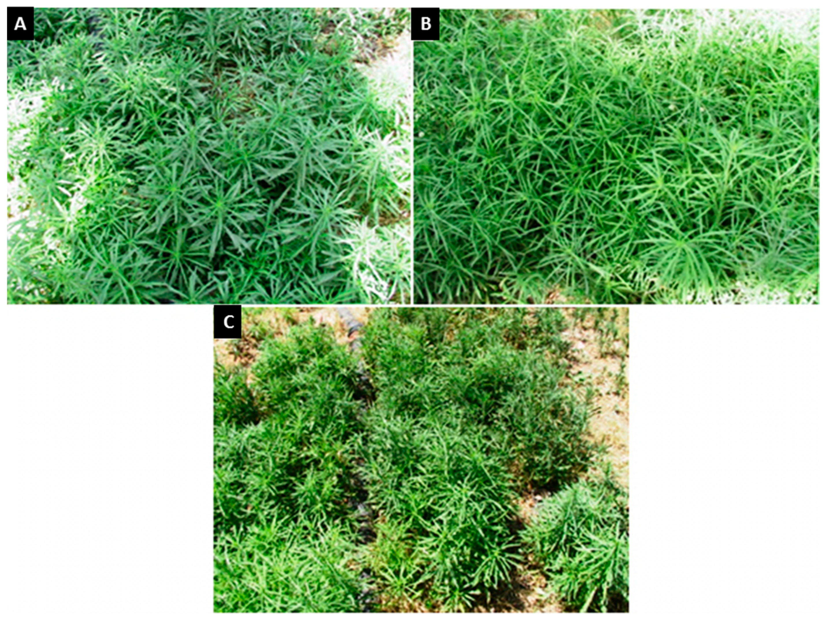 Agriculture 13 00435 g001