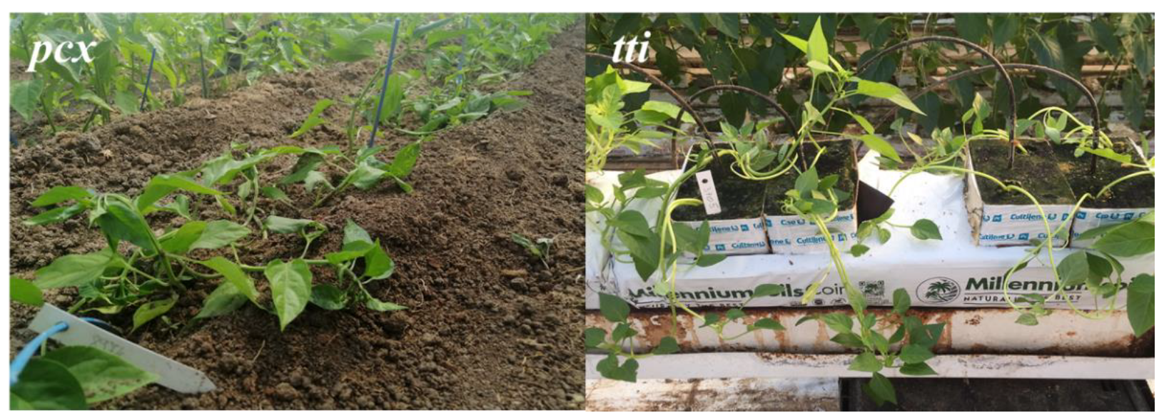 Agriculture 13 00481 g001