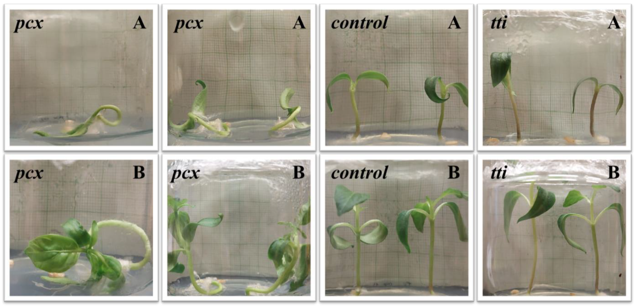 Agriculture 13 00481 g004