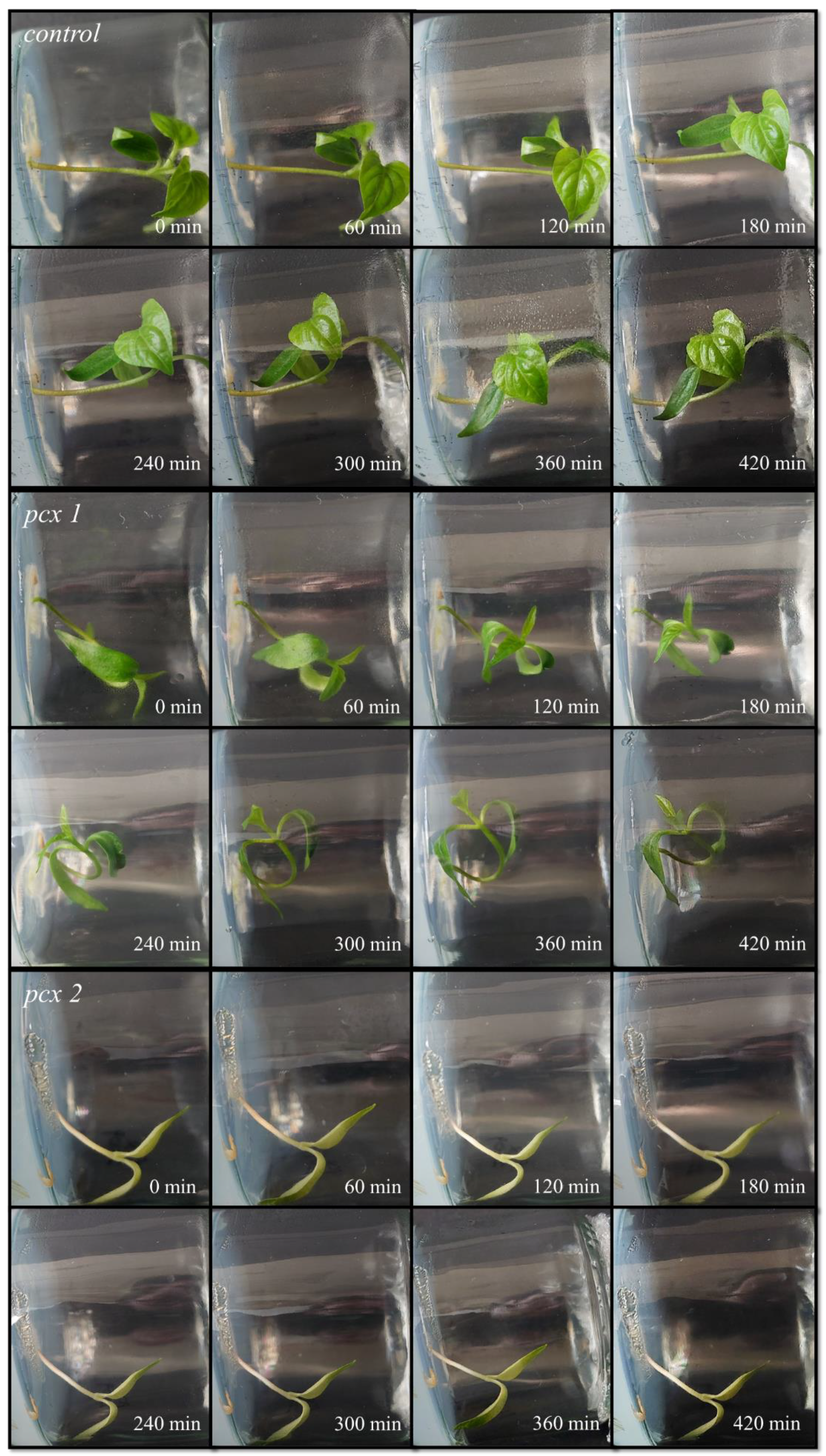 Agriculture 13 00481 g008