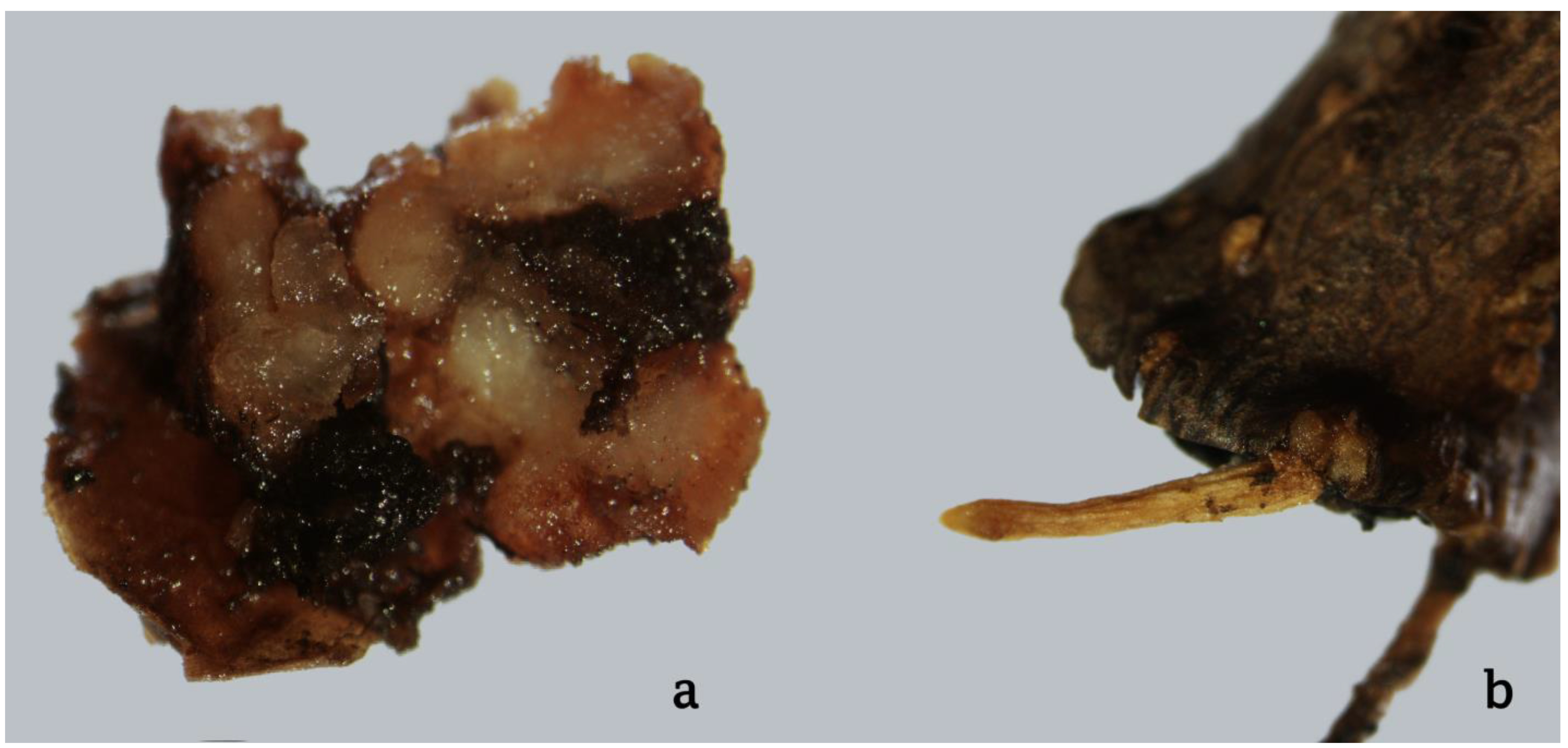 Agriculture 13 00513 g001