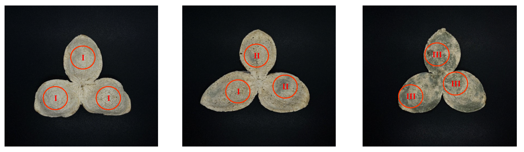 Agriculture 13 00528 g004