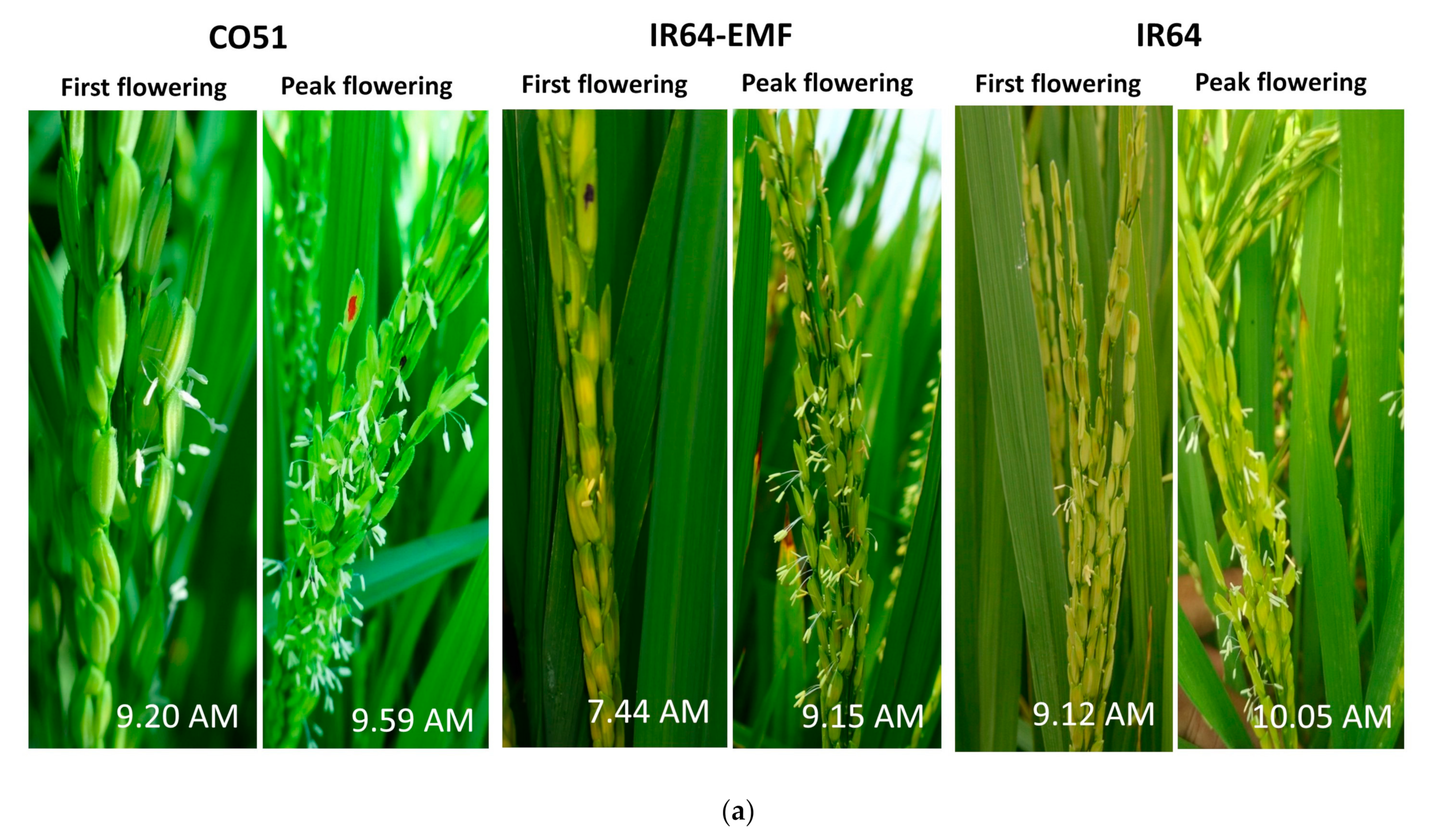 Agriculture 13 00553 g002a