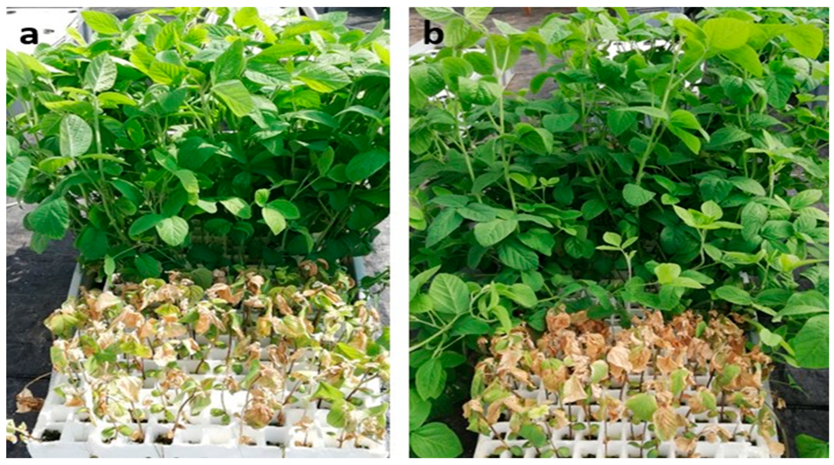 Agriculture 13 00559 g001