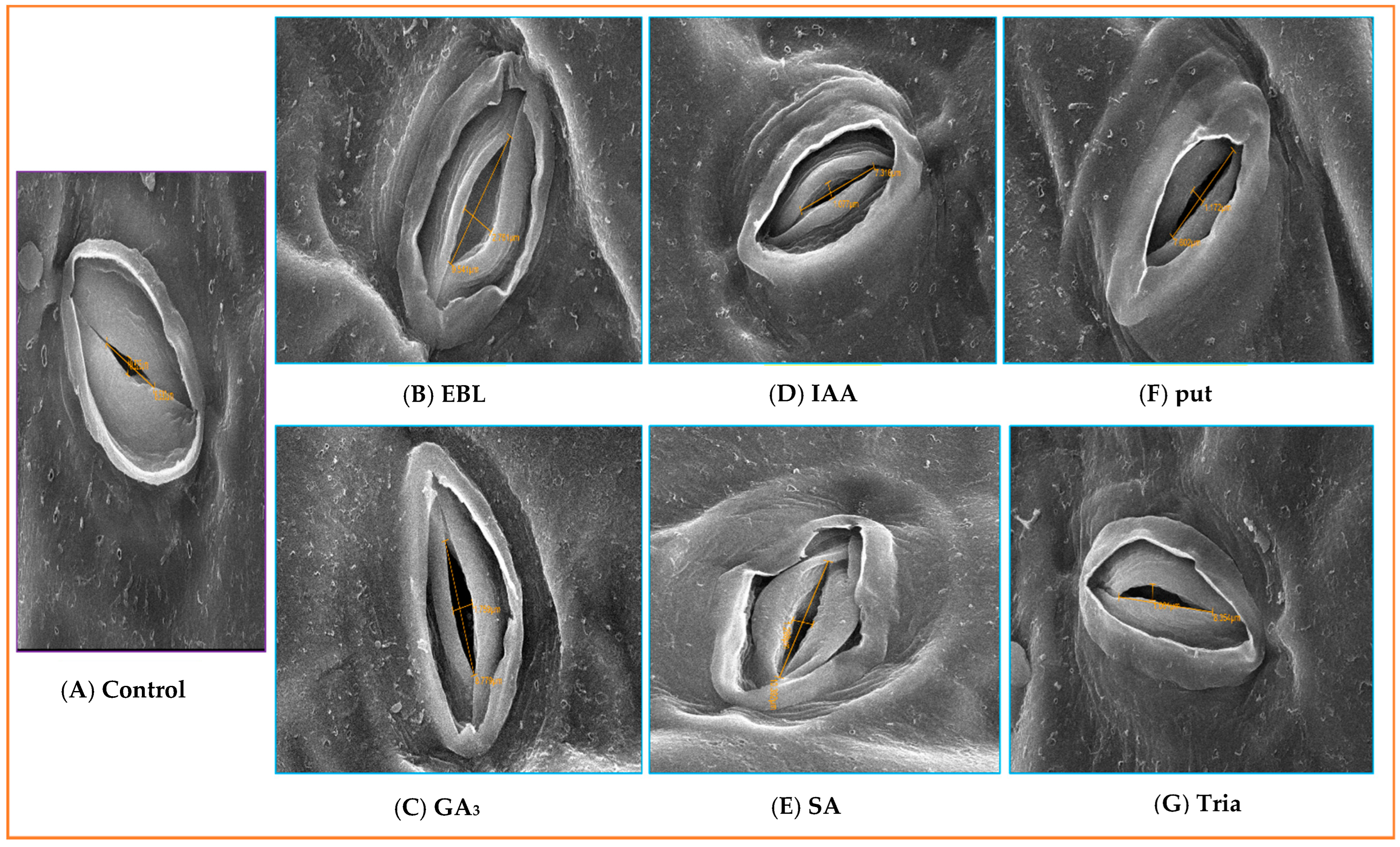 Agriculture 13 00570 g006 Agriculture 13 00570 g006