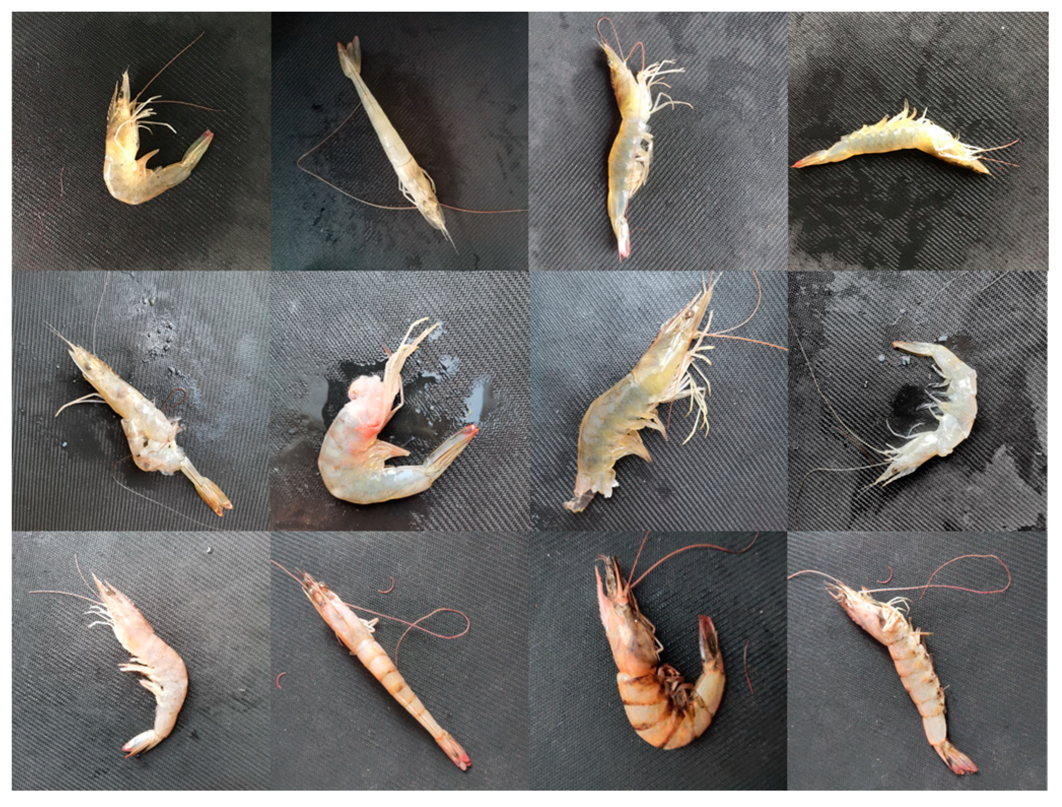 Agriculture 13 00690 g006