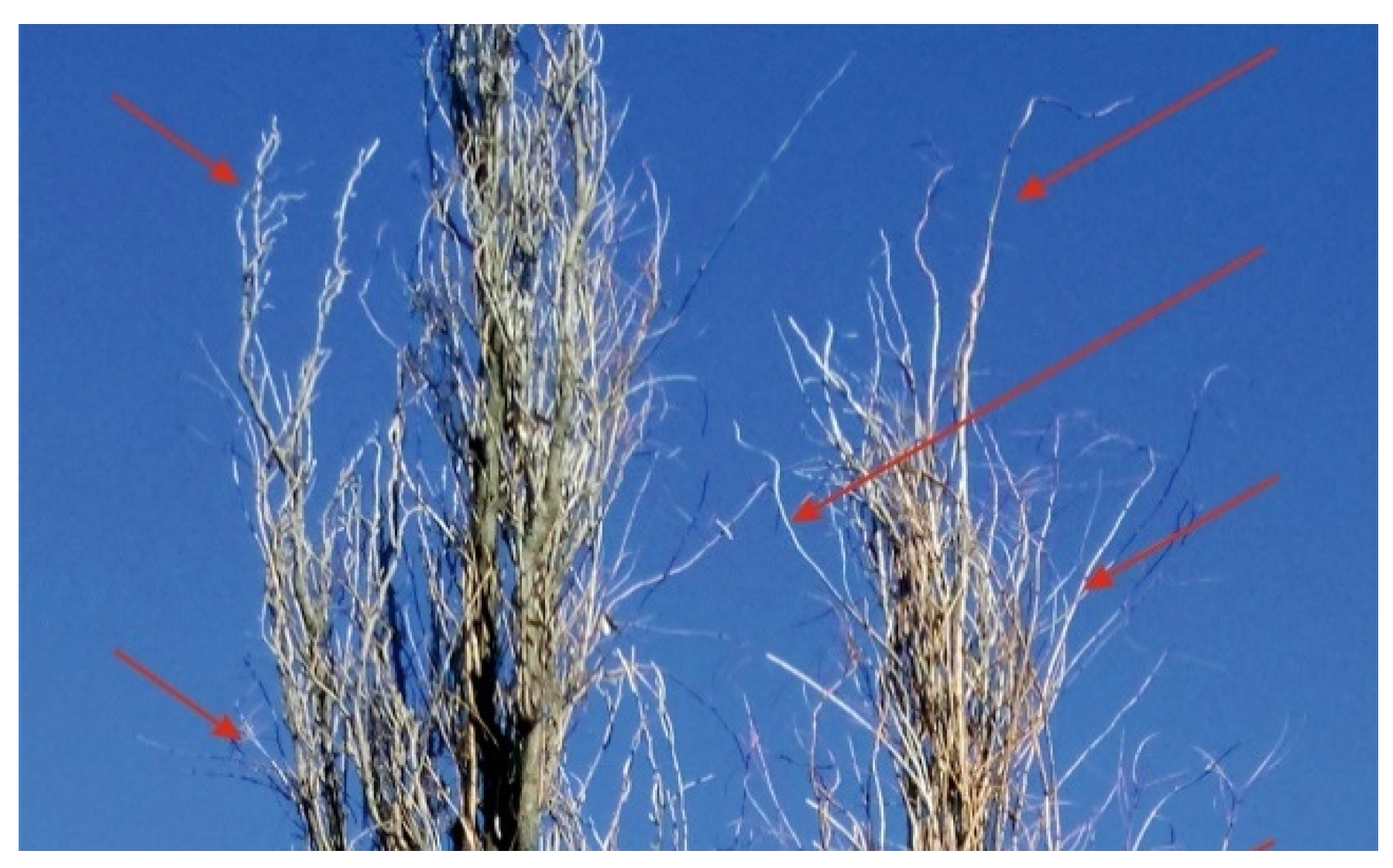 Agriculture 13 00695 g004