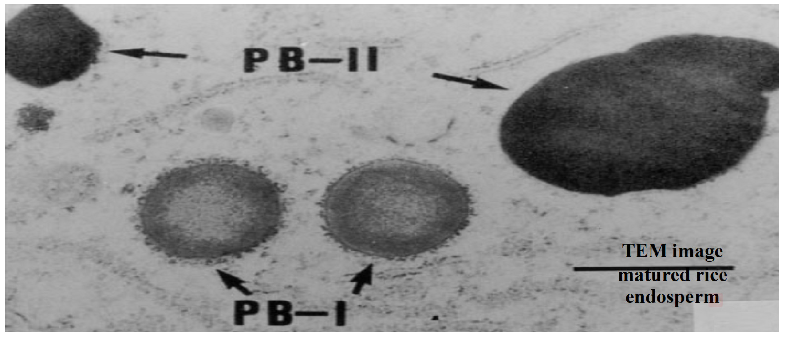 Agriculture 13 00705 g003
