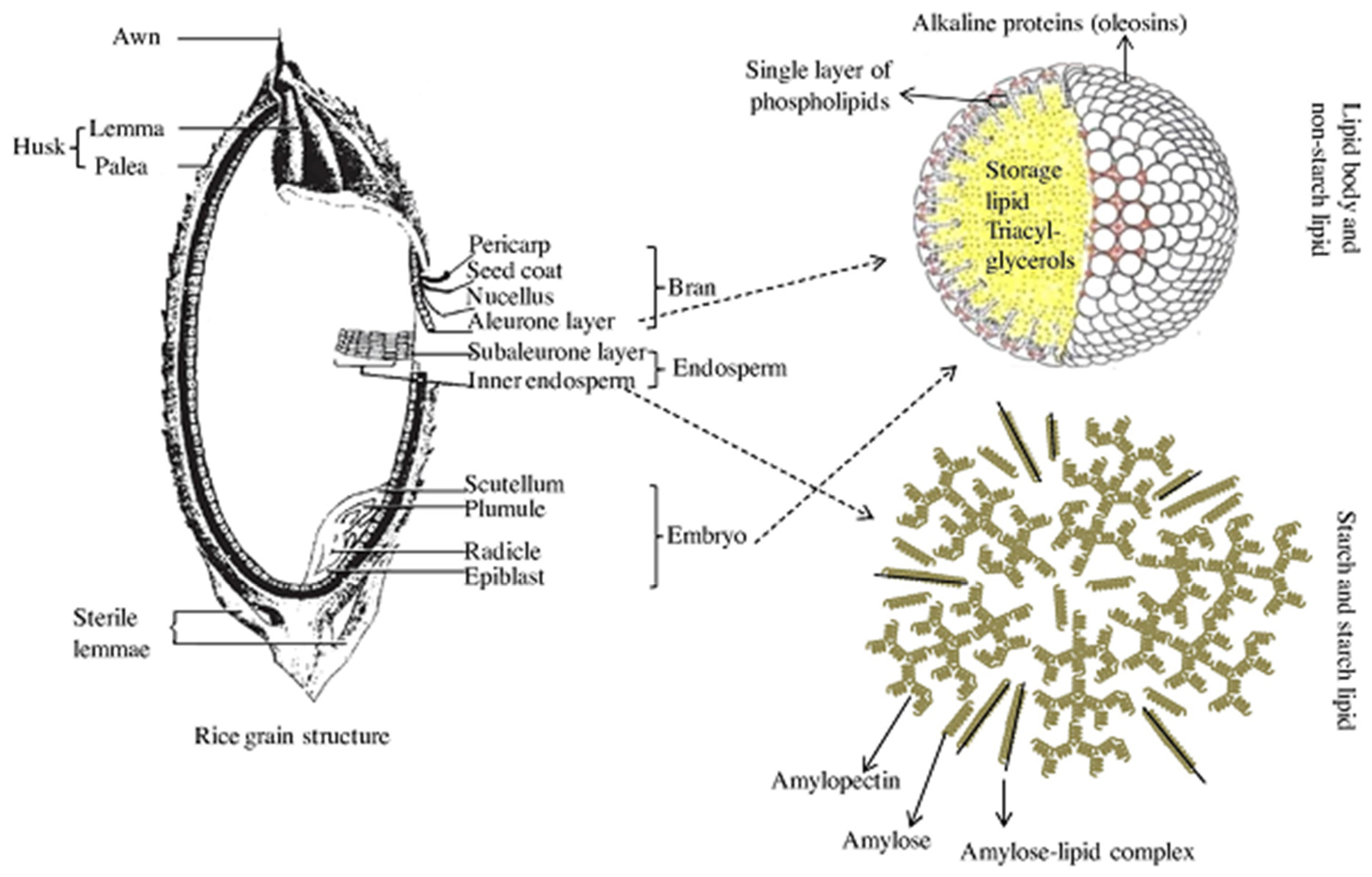 Agriculture 13 00705 g004