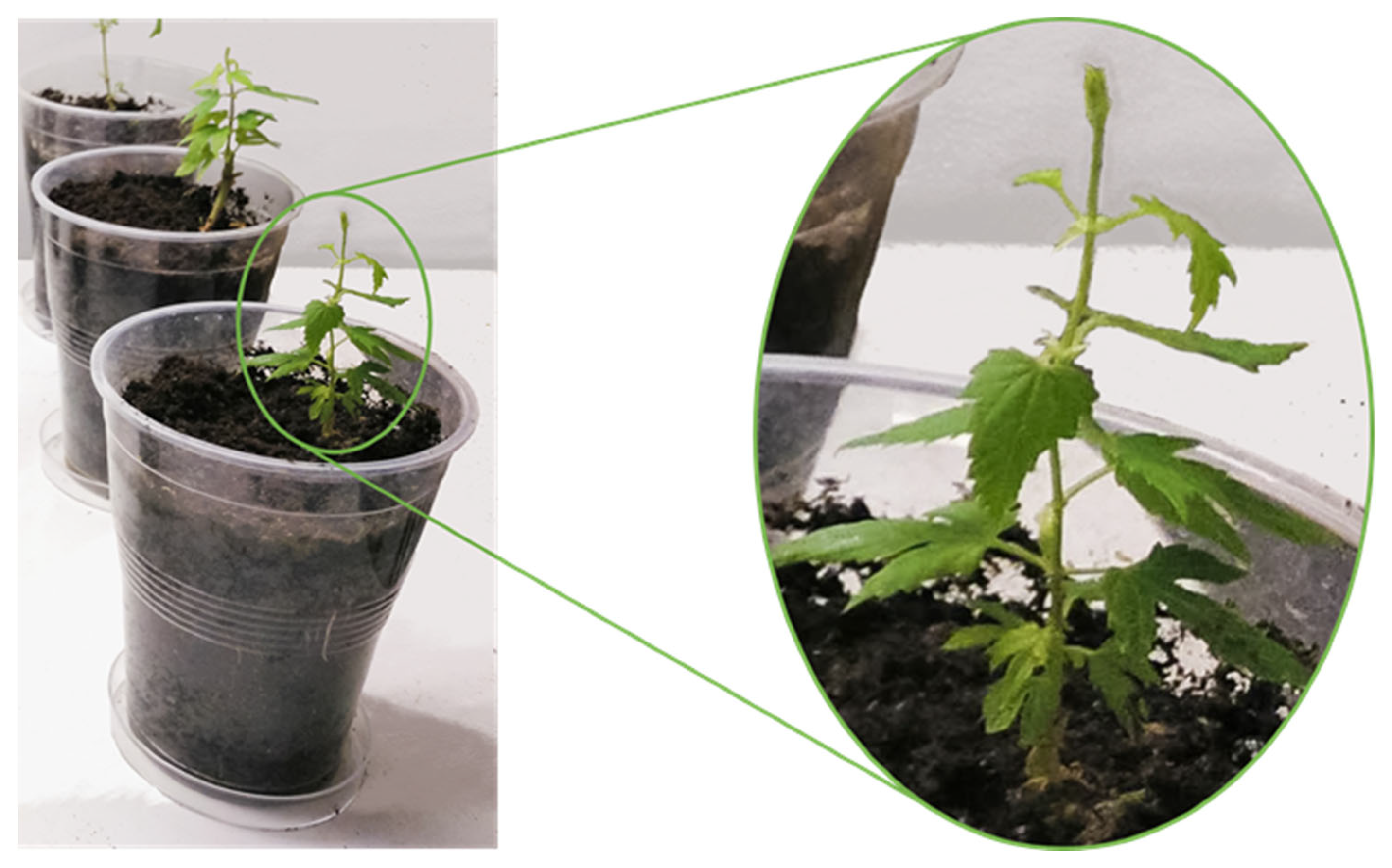 Agriculture 13 00720 g001