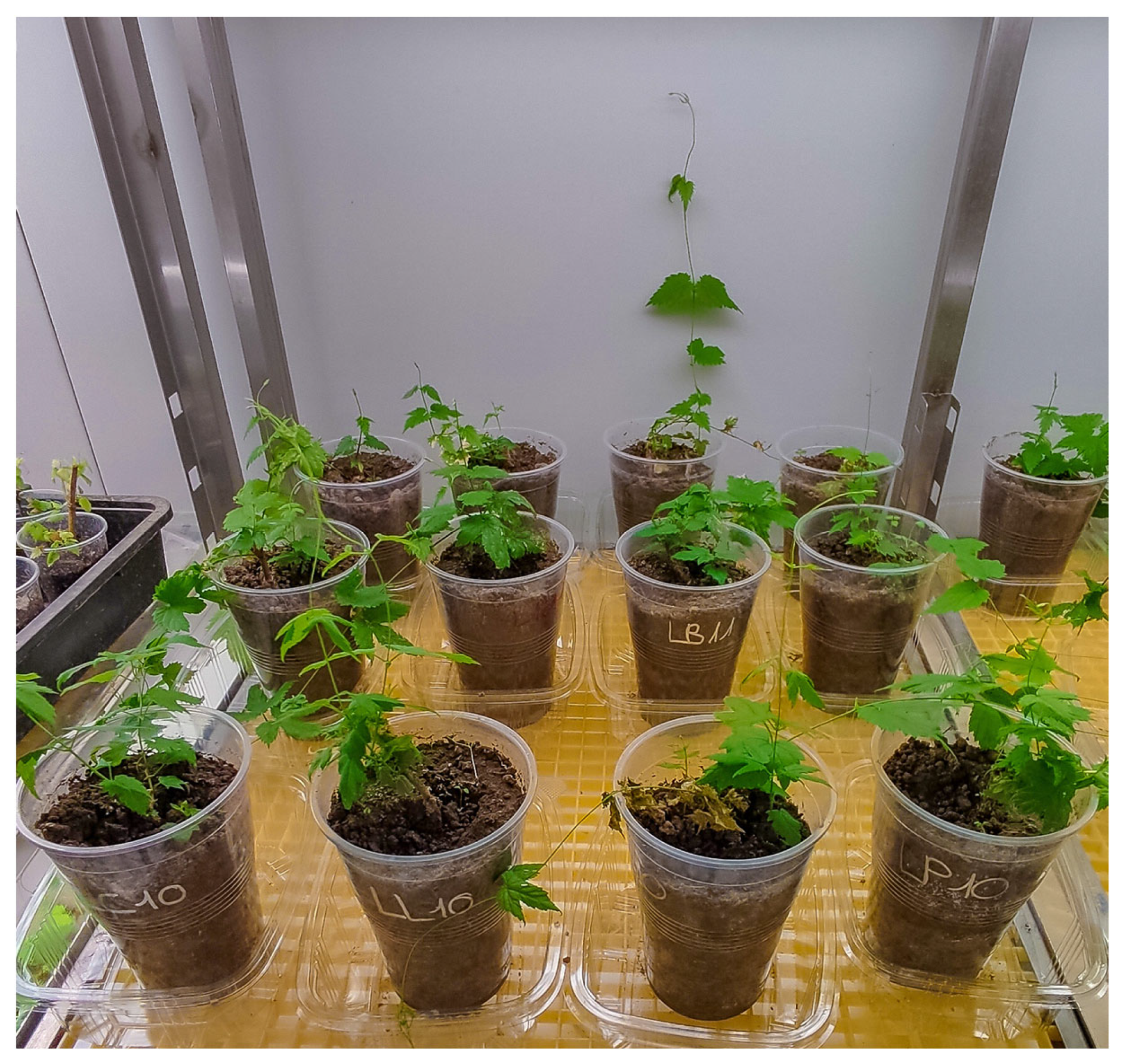 Agriculture 13 00720 g006