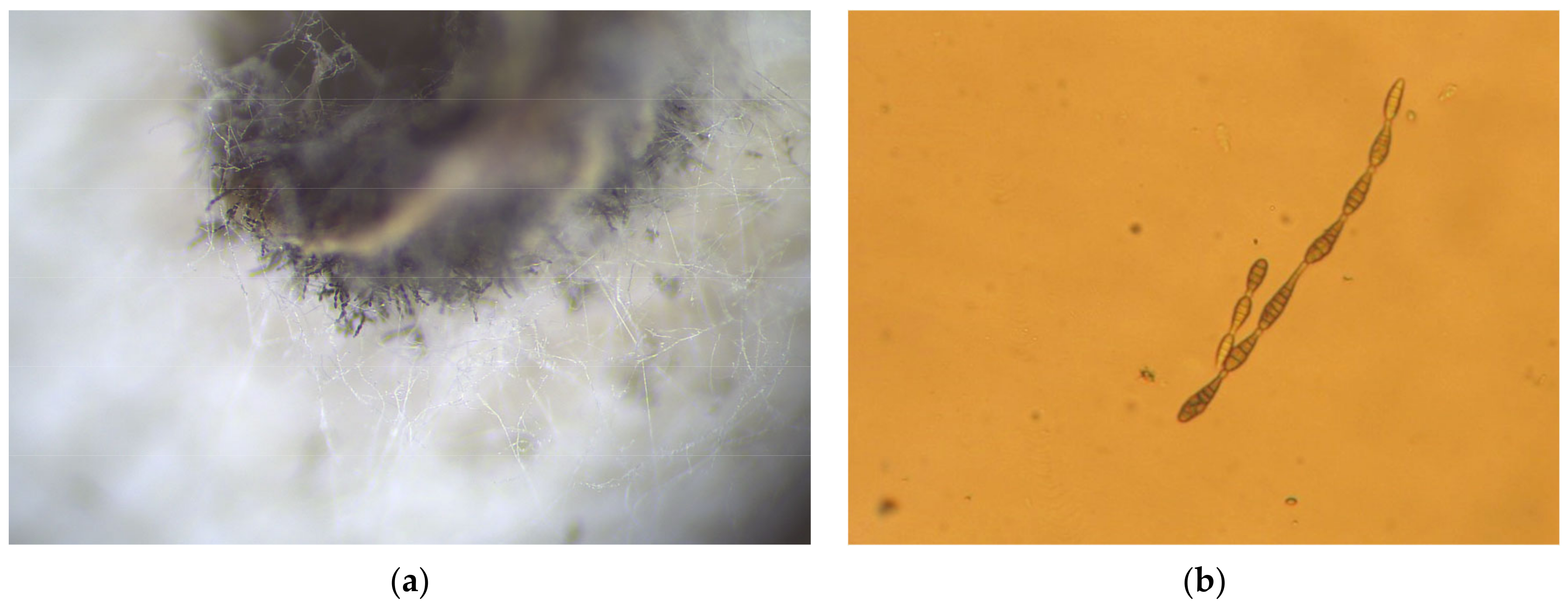 Agriculture 13 00749 g004 Agriculture 13 00749 g004