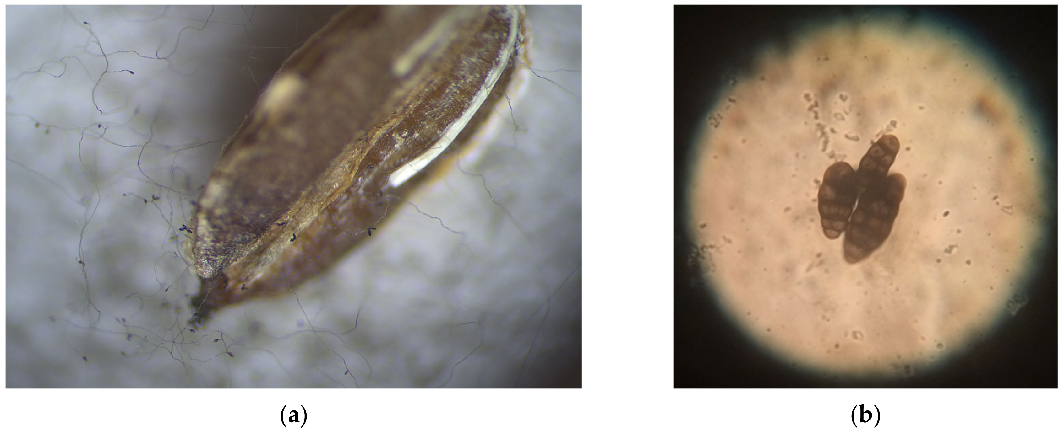 Agriculture 13 00749 g006 Agriculture 13 00749 g006