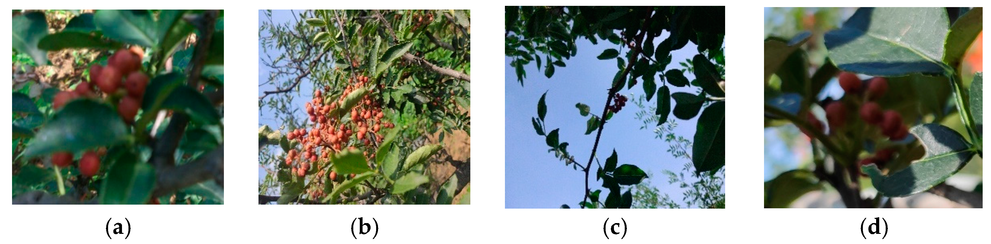 Agriculture 13 00821 g001