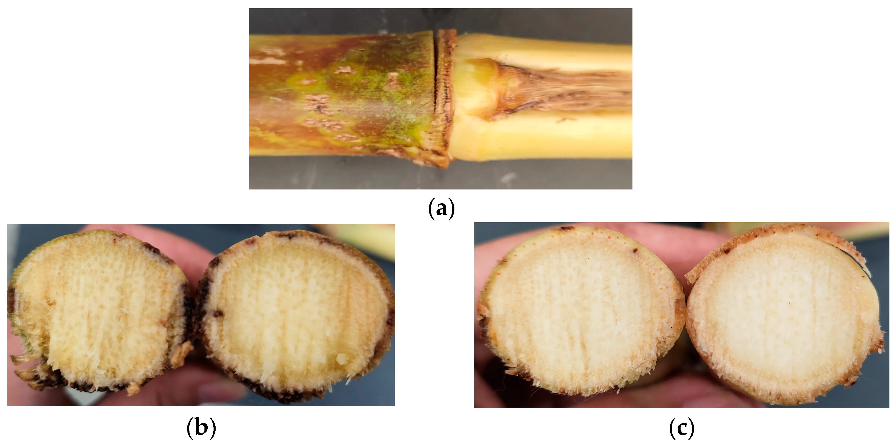 Agriculture 13 00880 g010