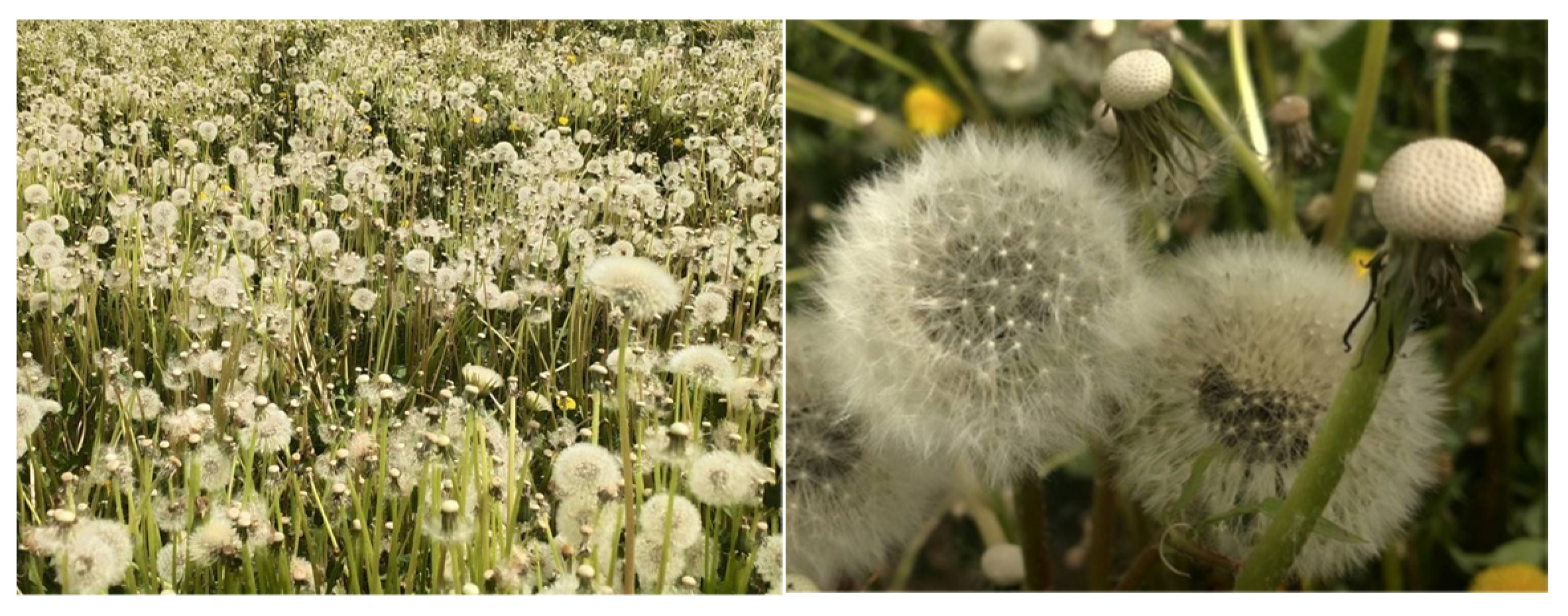 Agriculture 13 00917 g018