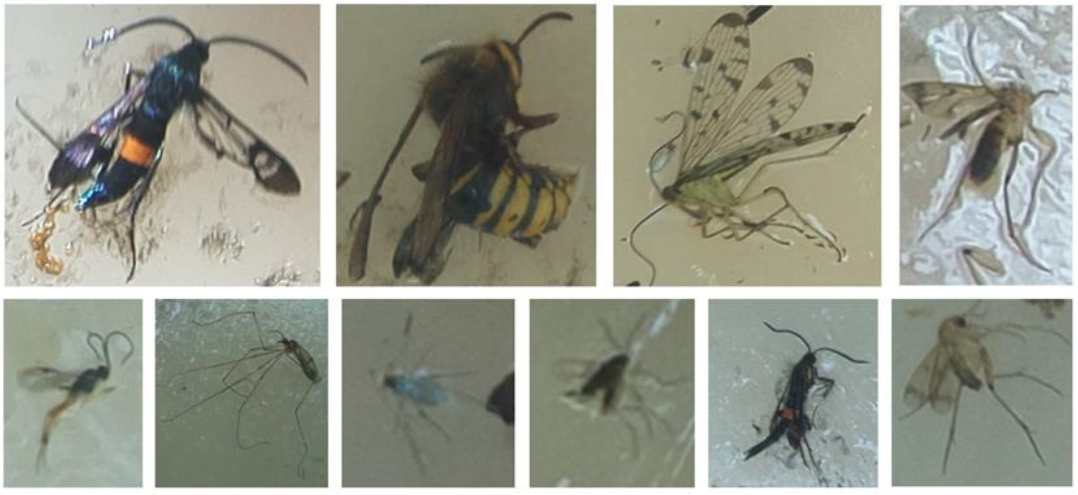 Agriculture 13 00961 g005 Agriculture 13 00961 g005